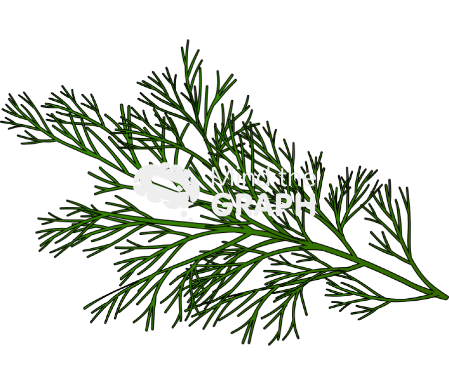 Fennel foeniculum vulgare Icons, Symbols, Pictures, and Images