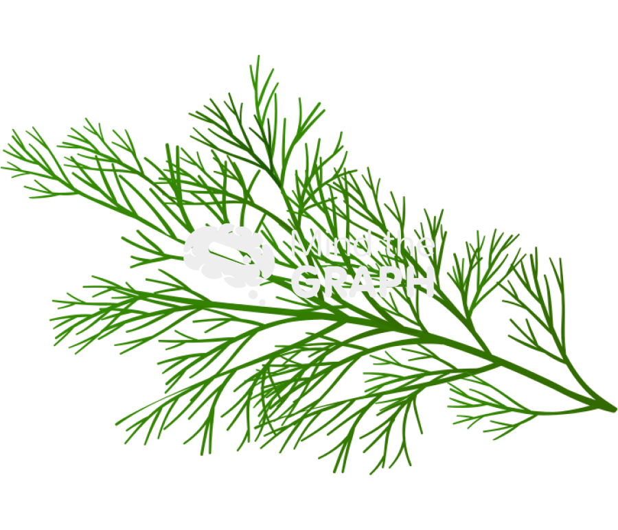 Fennel foeniculum vulgare Icons, Symbols, Pictures, and Images
