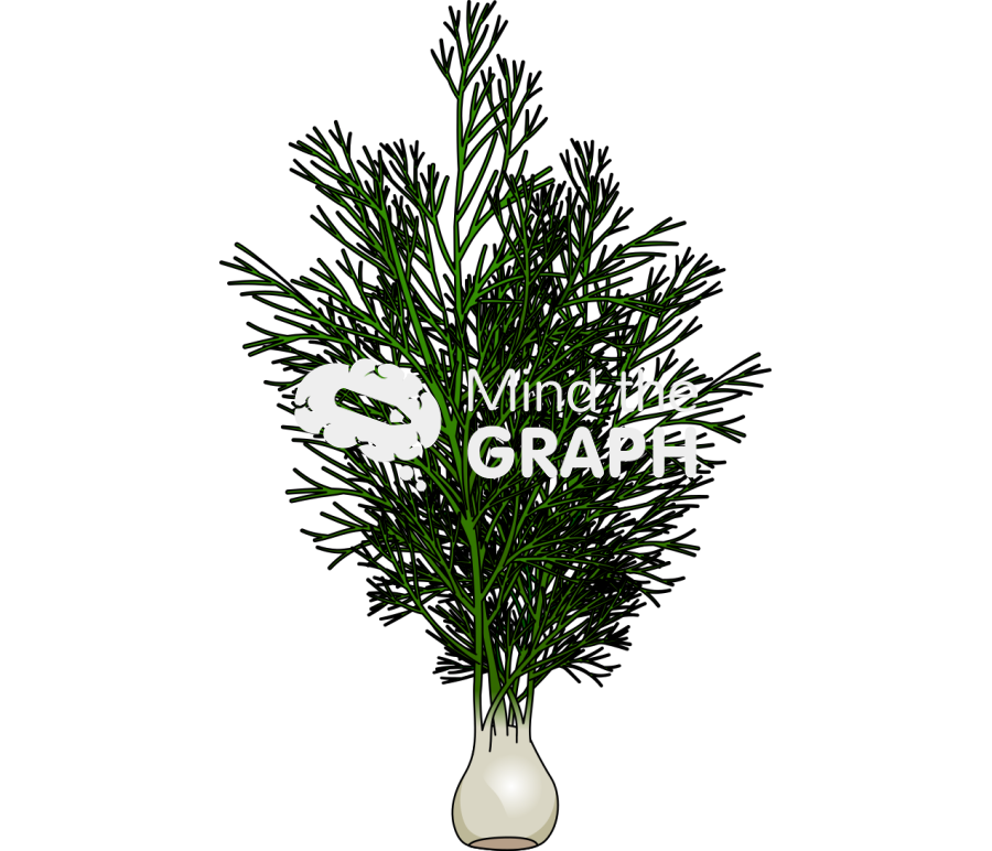 Fennel foeniculum vulgare root Icons, Symbols, Pictures, and Images