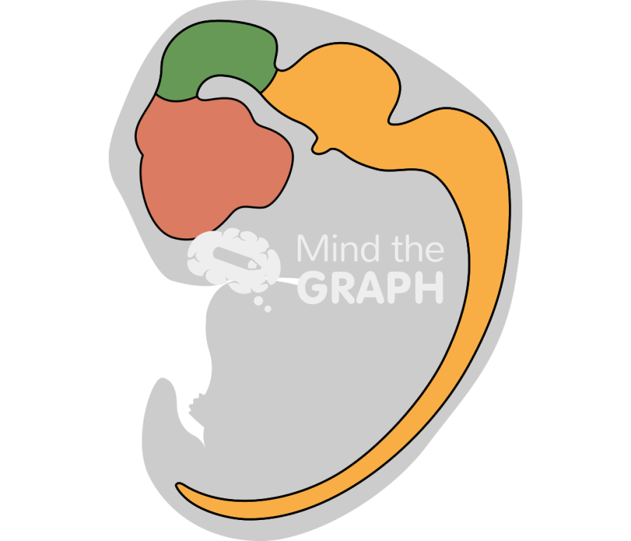 fetus 7 weeks brain shape