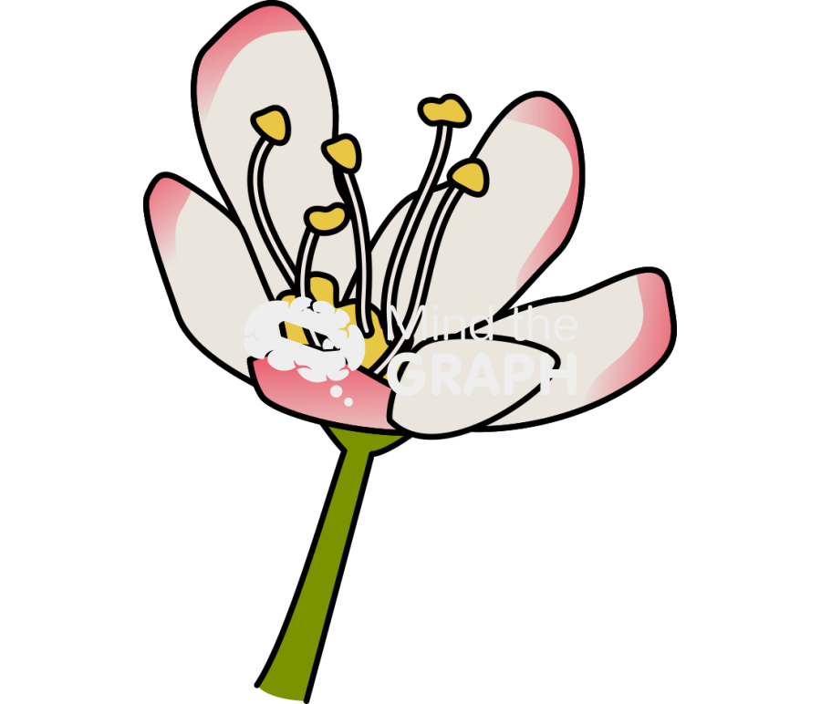 Filipendula vulgaris flower Icons, Symbols, Pictures, and Images