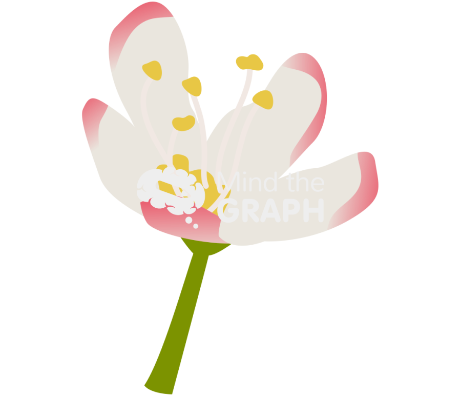 Filipendula vulgaris flower Icons, Symbols, Pictures, and Images