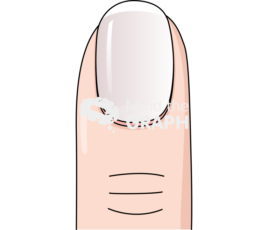Finger nail front 1 Icons, Symbols, Pictures, and Images