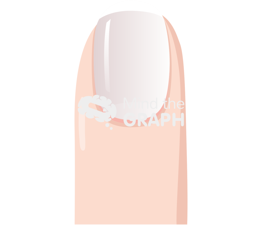 Finger nail front 1 Icons, Symbols, Pictures, and Images