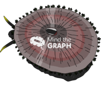 Fissurella latimarginata chilean limpet Icons, Symbols, Pictures, and Images