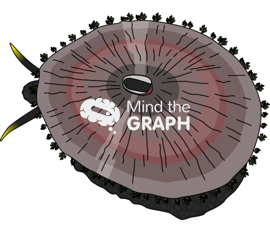 Fissurella latimarginata chilean limpet Icons, Symbols, Pictures, and Images