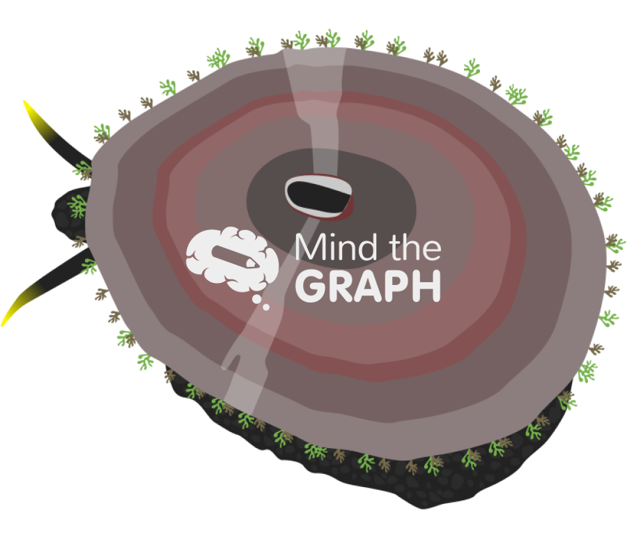 Fissurella latimarginata chilean limpet Icons, Symbols, Pictures, and Images