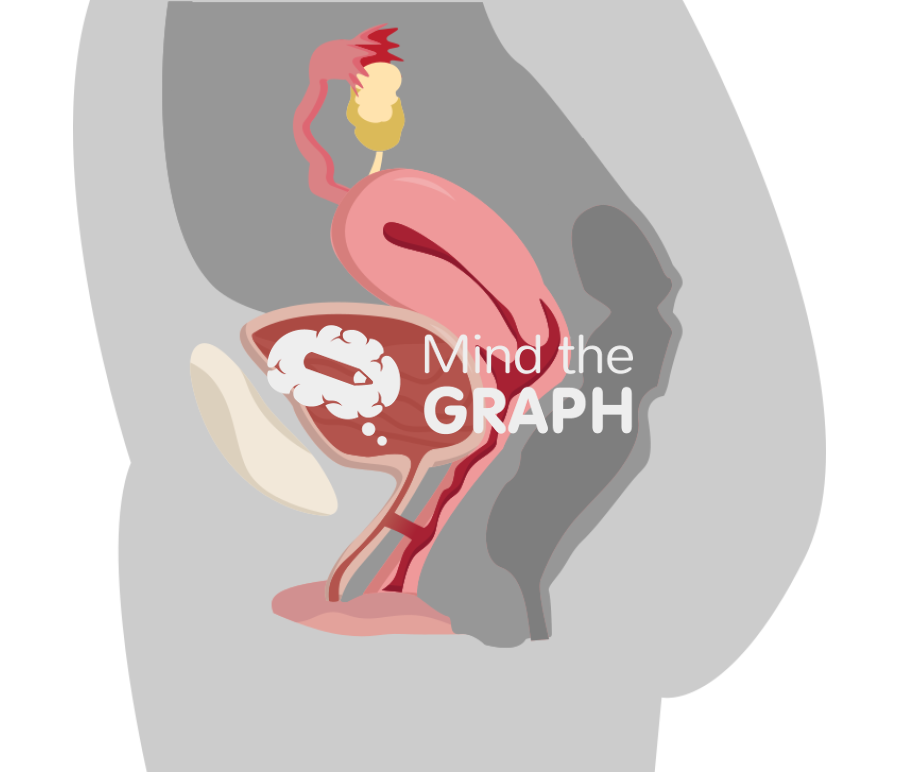 Fistula urethra vagina lateral cut Icons, Symbols, Pictures, and Images