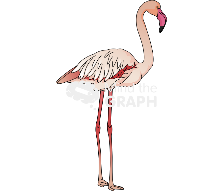Flamingo lateral Icons, Symbols, Pictures, and Images