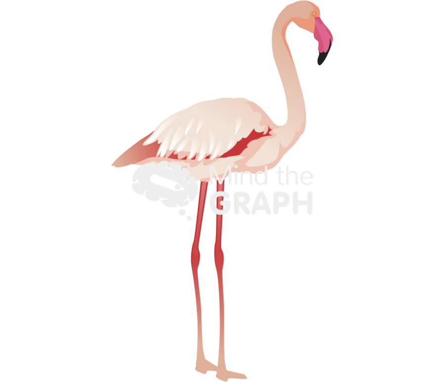 Flamingo lateral Icons, Symbols, Pictures, and Images