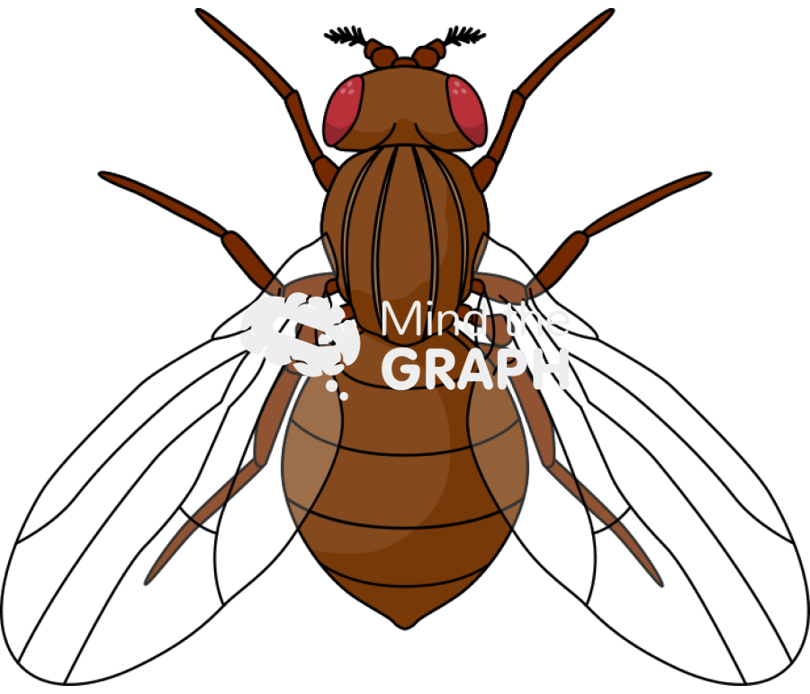 Fly anatomic abdominal fat top Icons, Symbols, Pictures, and Images