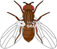 Fly anatomic top - Edit and Customize Icons of Fly anatomic top Fly anatomic top Icons, Symbols, Pictures, and Images