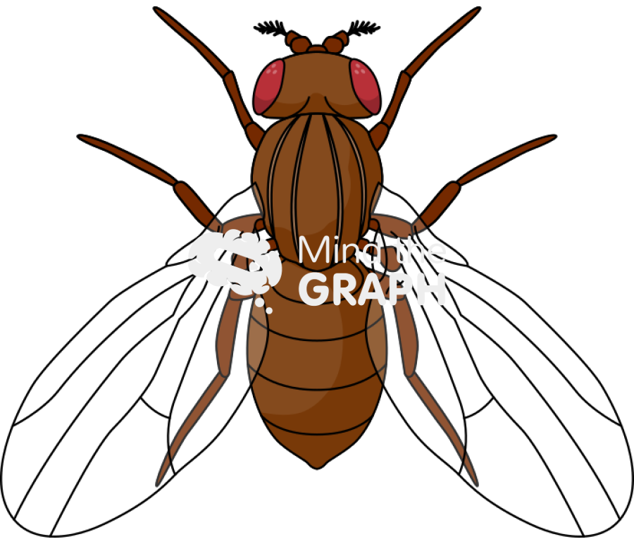 Fly anatomic top Icons, Symbols, Pictures, and Images