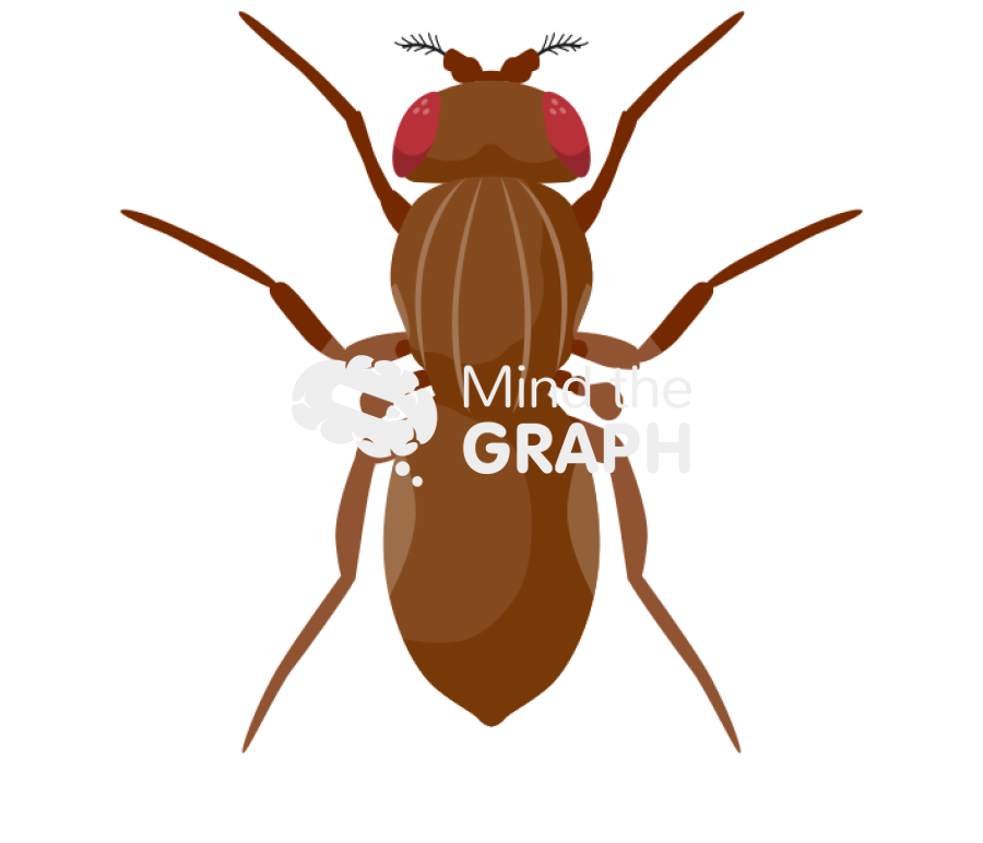 Fly anatomic top Icons, Symbols, Pictures, and Images