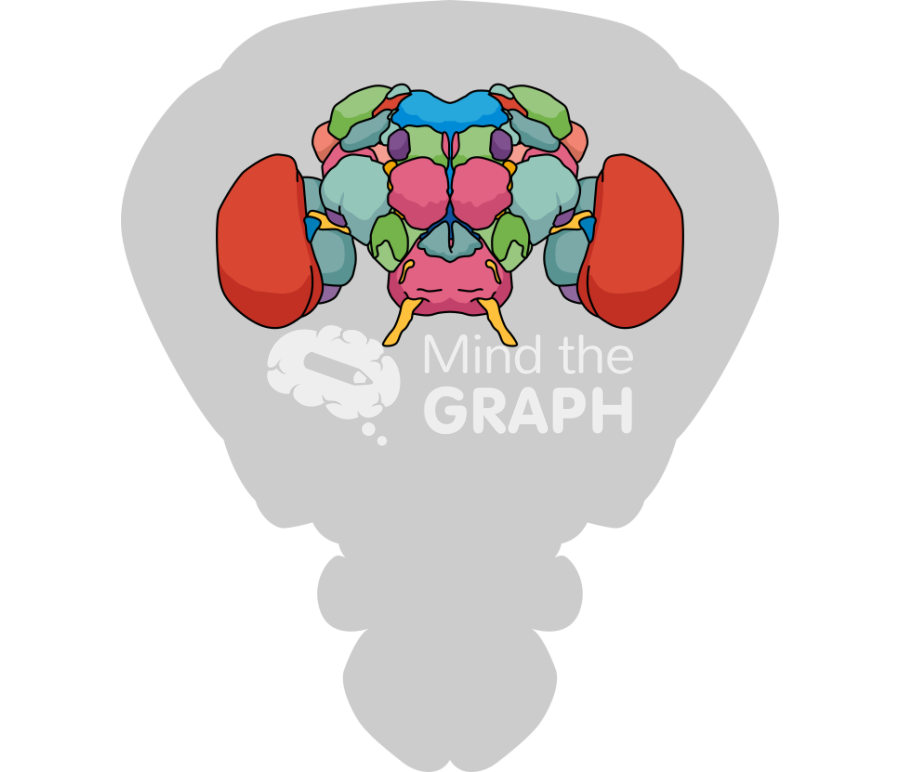 Fly brain body front Icons, Symbols, Pictures, and Images
