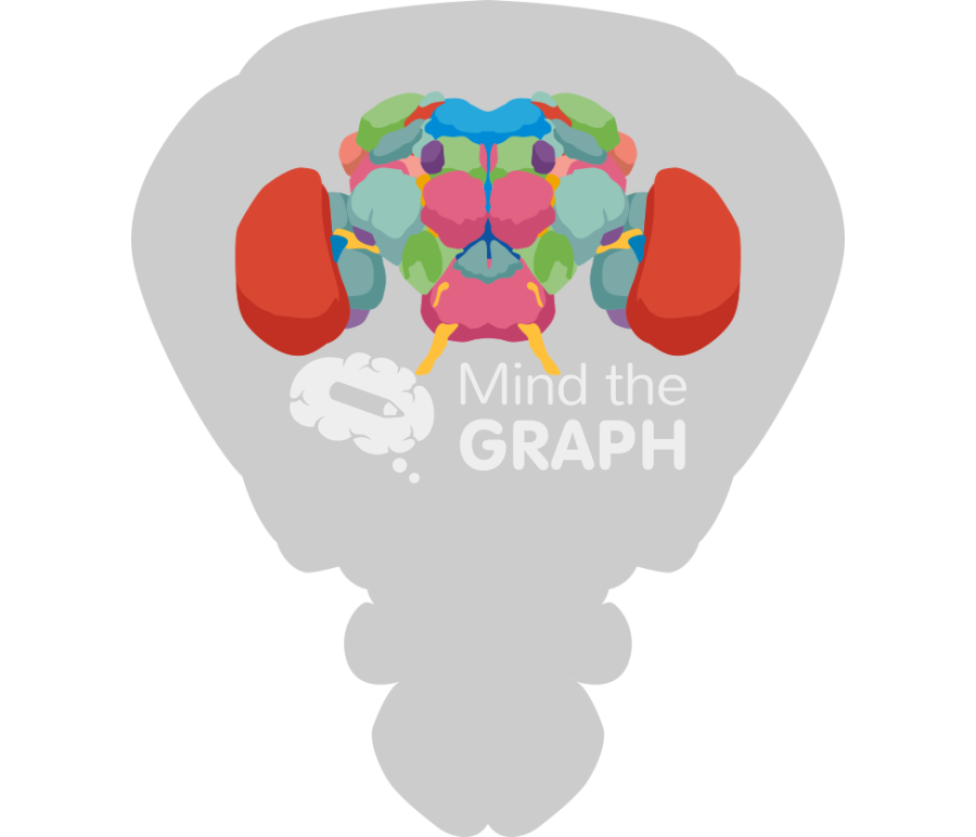 Fly brain body front Icons, Symbols, Pictures, and Images