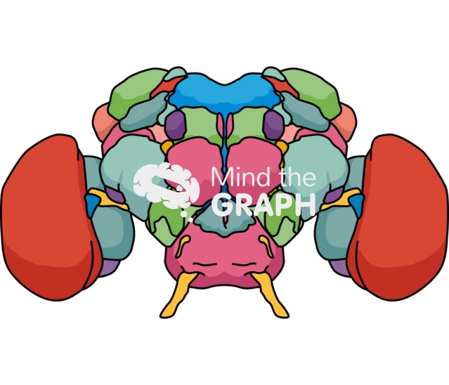 Fly brain front Icons, Symbols, Pictures, and Images