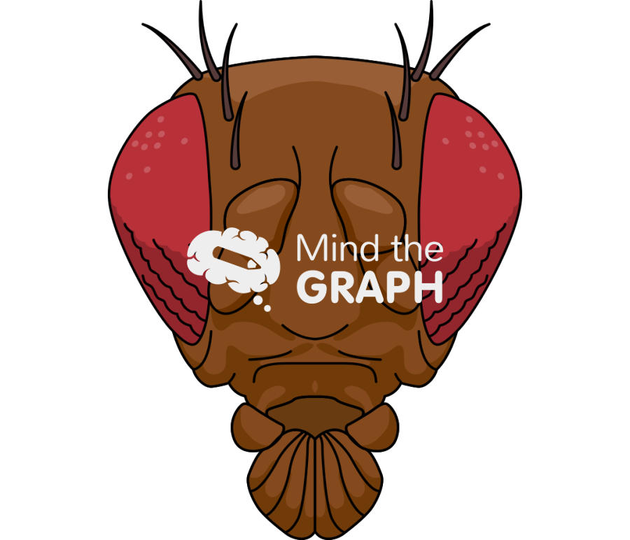 Fly face front Icons, Symbols, Pictures, and Images