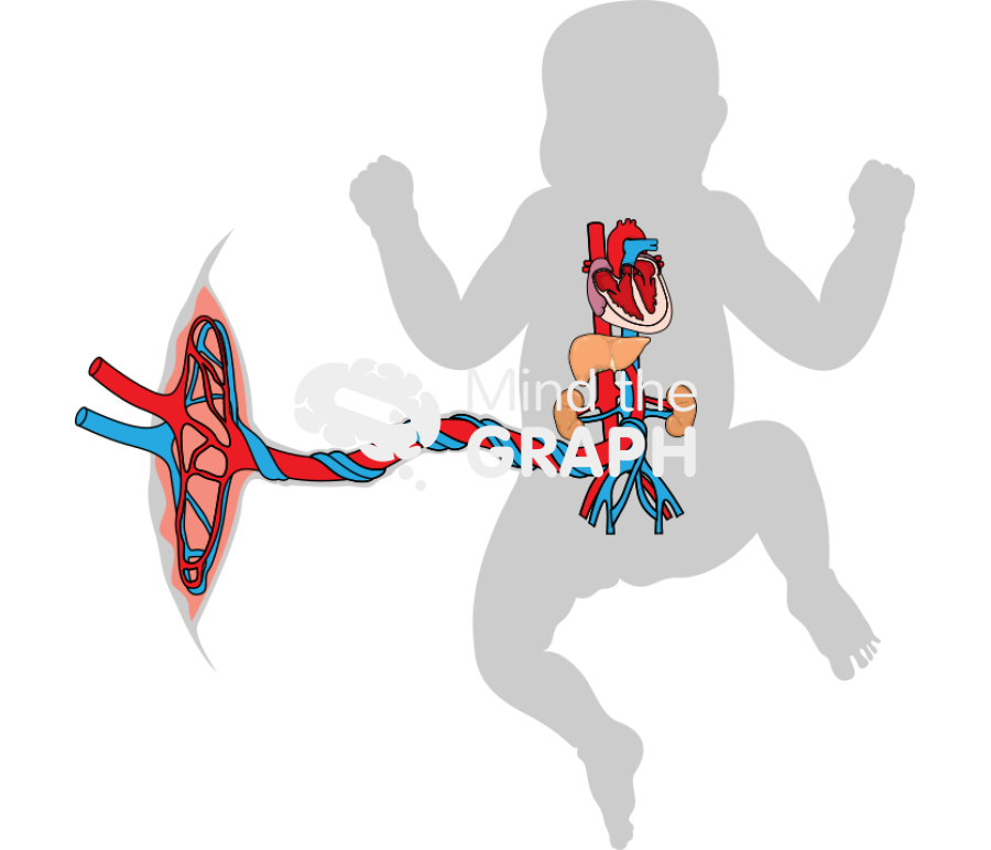 Foetal circulation Icons, Symbols, Pictures, and Images