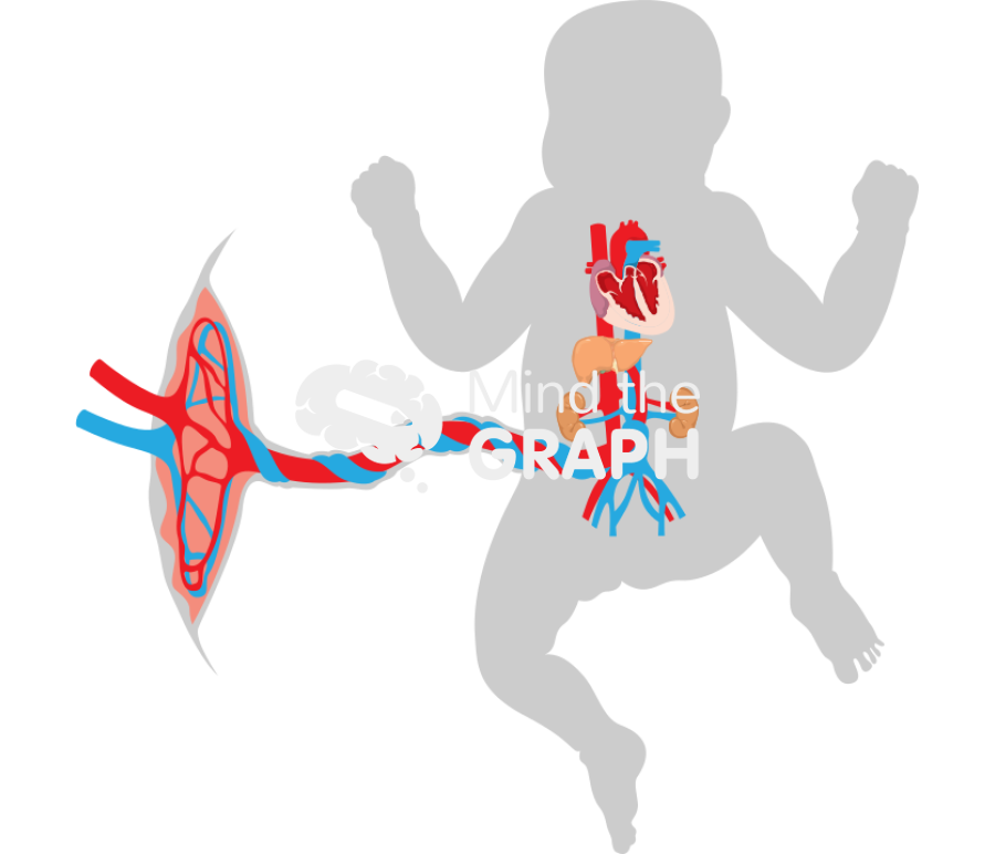 Foetal circulation Icons, Symbols, Pictures, and Images