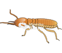 Formosan subterranean termite - Edit and Customize Icons of Formosan subterranean termite Formosan subterranean termite Icons, Symbols, Pictures, and Images