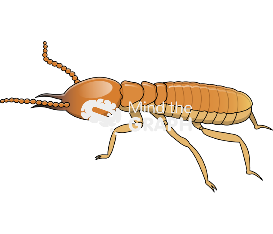 Formosan subterranean termite Icons, Symbols, Pictures, and Images