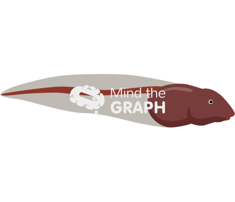 Frog larvae lateral Icons, Symbols, Pictures, and Images