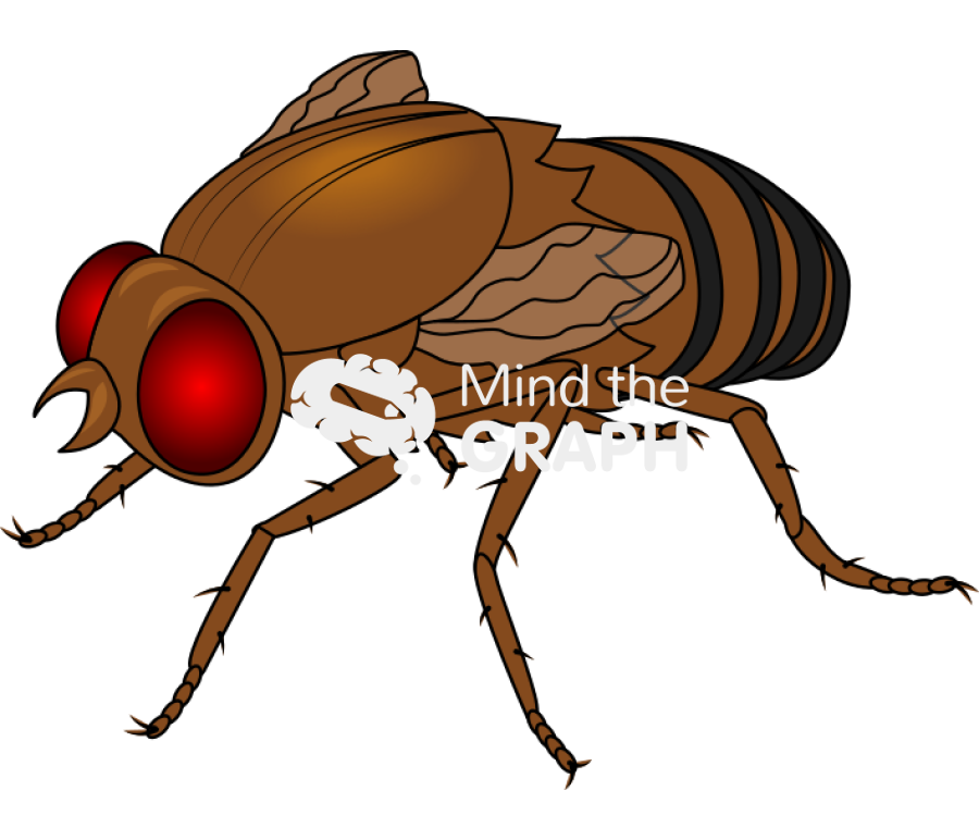 Fruit fly vestigial Icons, Symbols, Pictures, and Images