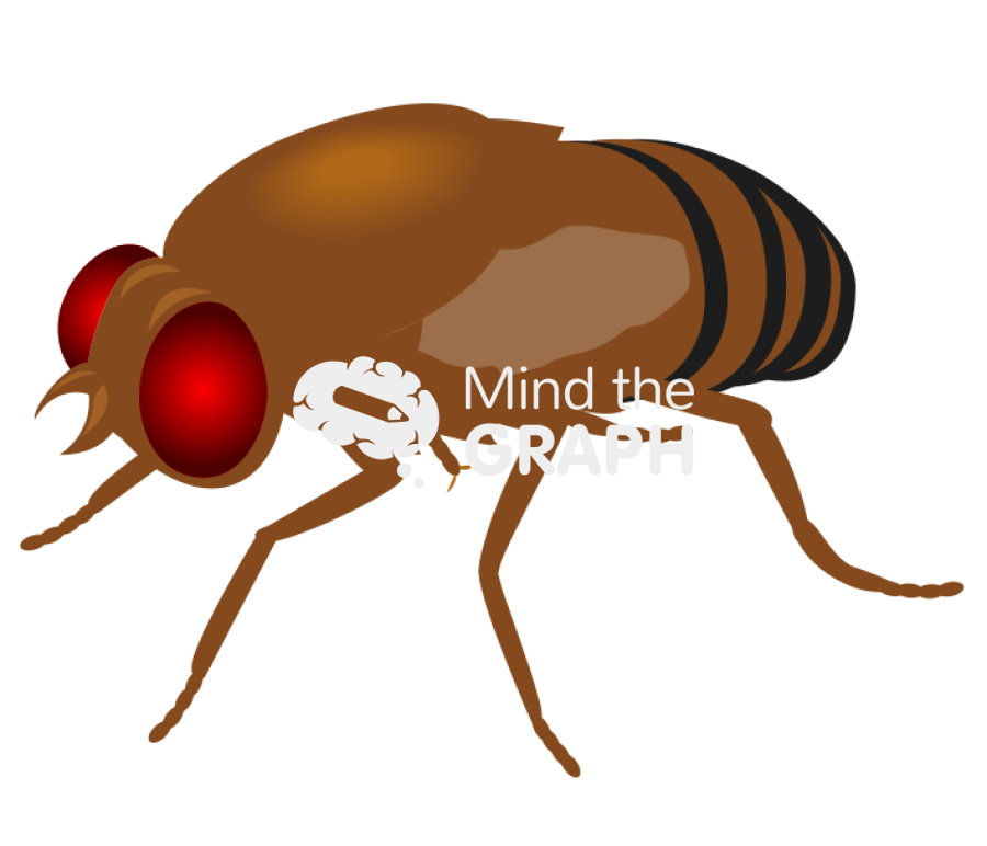 Fruit fly vestigial Icons, Symbols, Pictures, and Images