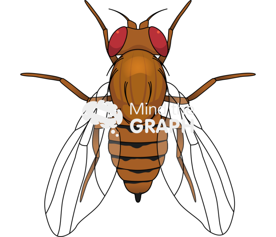 Fruit fly wild female top view Icons, Symbols, Pictures, and Images