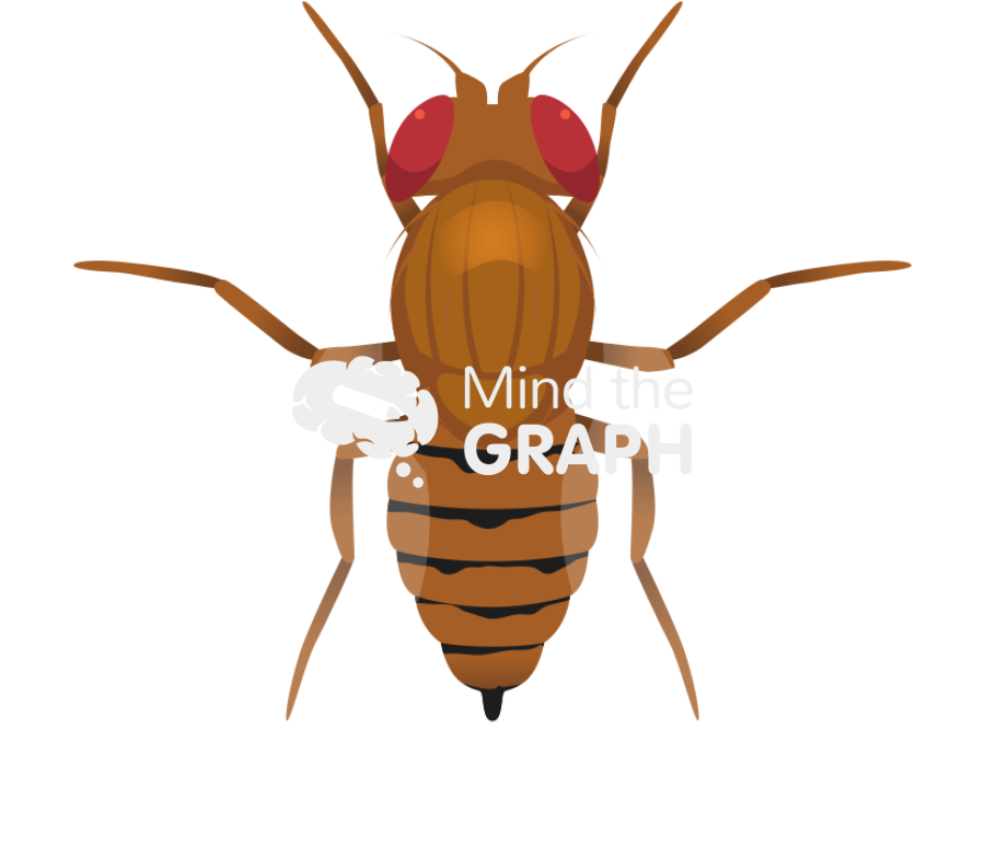 Fruit fly wild female top view Icons, Symbols, Pictures, and Images