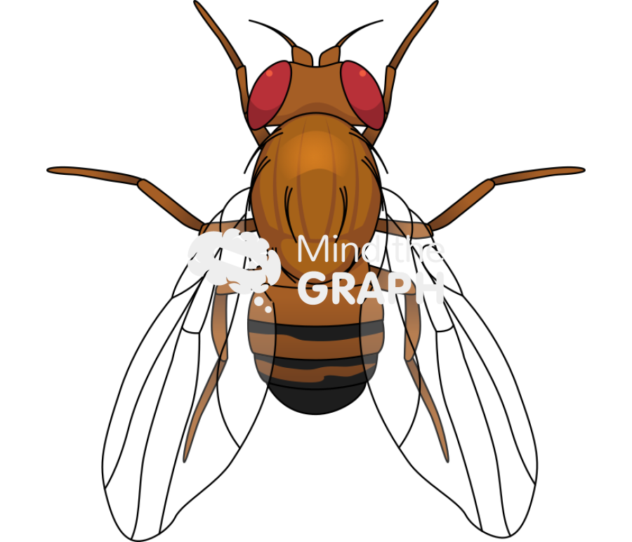 Fruit fly wild male top view Icons, Symbols, Pictures, and Images