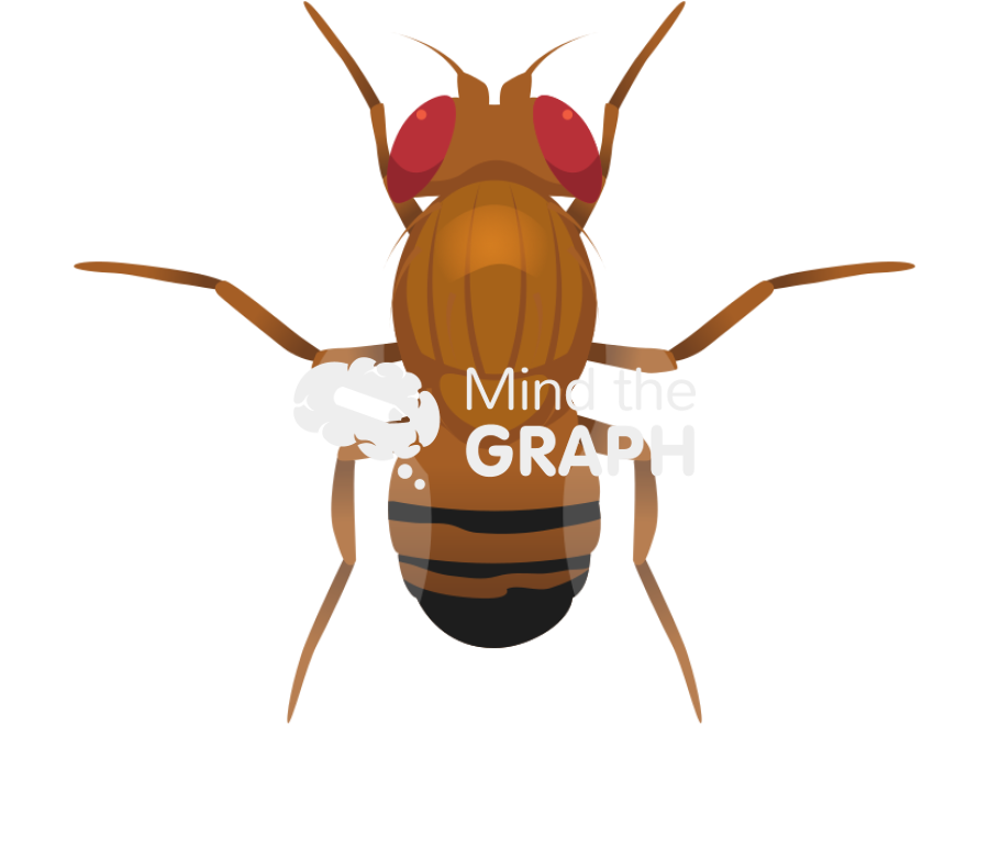 Fruit fly wild male top view Icons, Symbols, Pictures, and Images