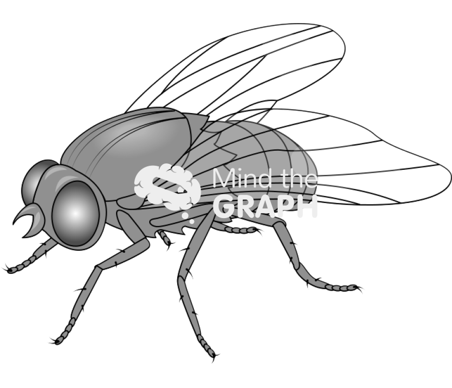 Fruit fly yellow Icons, Symbols, Pictures, and Images