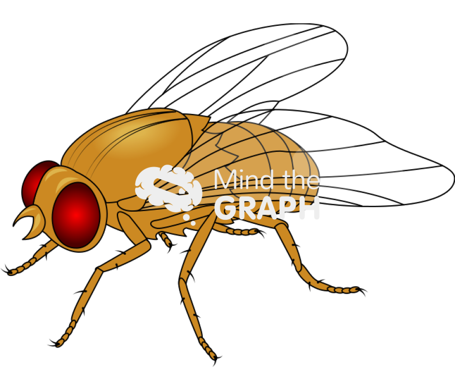 Fruit fly yellow Icons, Symbols, Pictures, and Images