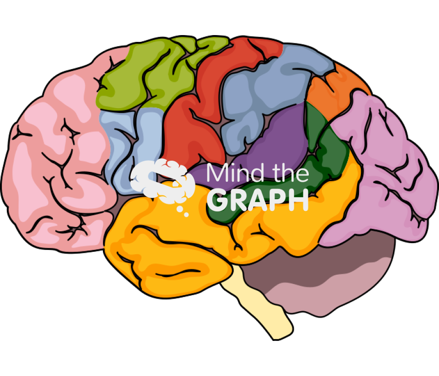 Functional areas of the brain Icons, Symbols, Pictures, and Images