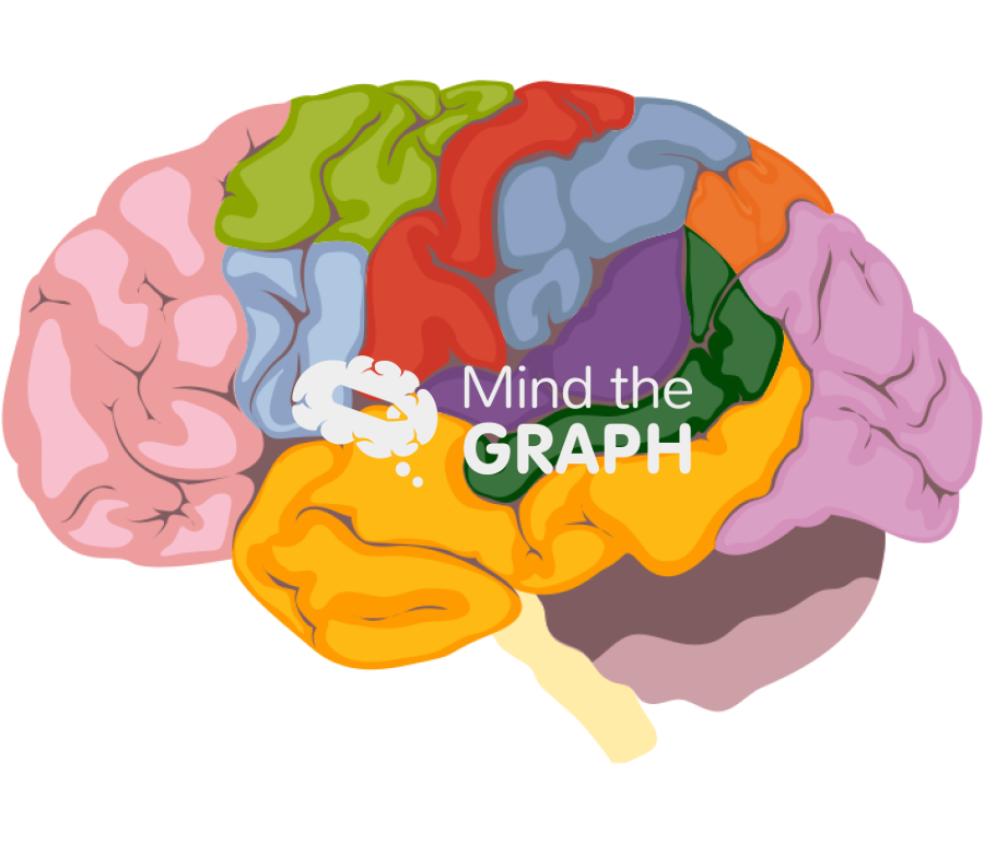 Functional areas of the brain Icons, Symbols, Pictures, and Images