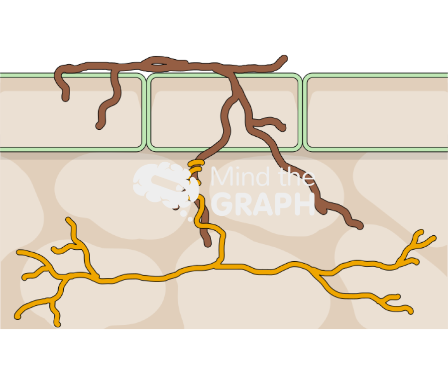 Fungal endophytes against fungal phytopathogens Icons, Symbols, Pictures, and Images