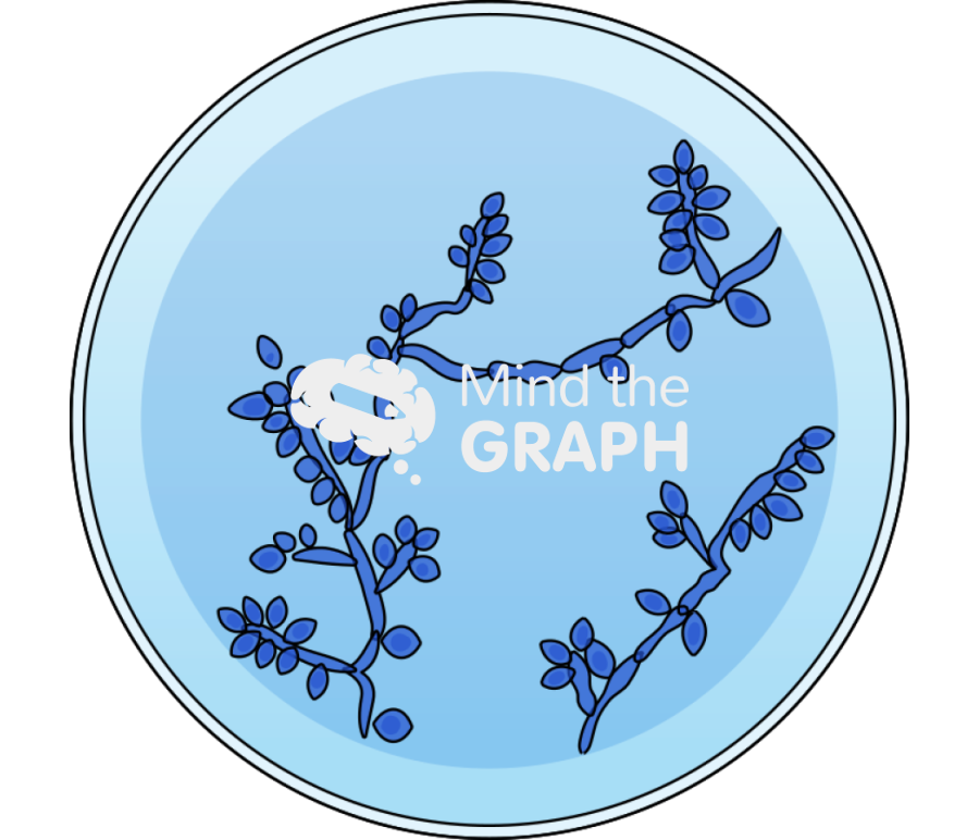 Fungus sporothrix petri dish front Icons, Symbols, Pictures, and Images