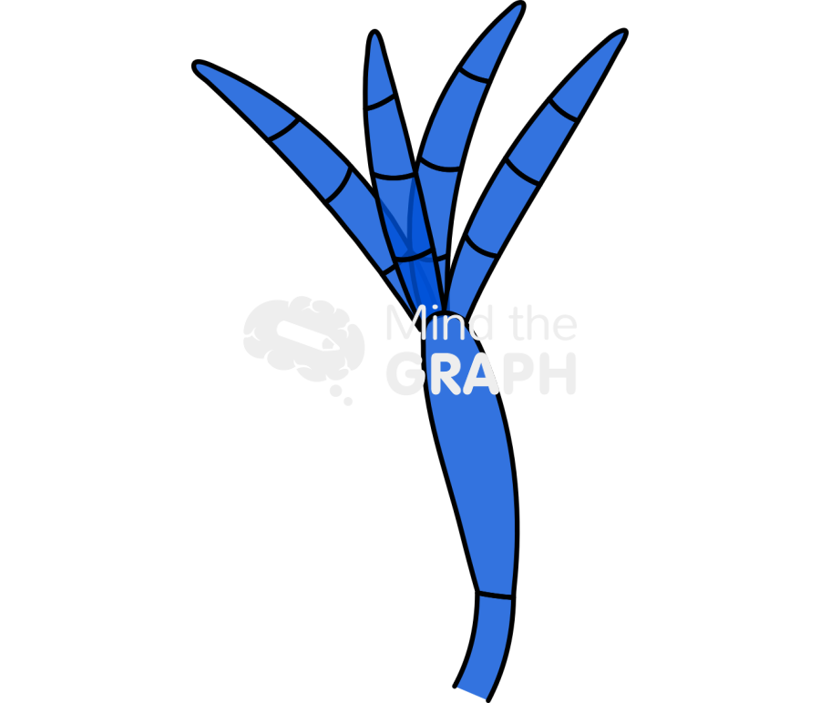 Fusarium 1 Icons, Symbols, Pictures, and Images