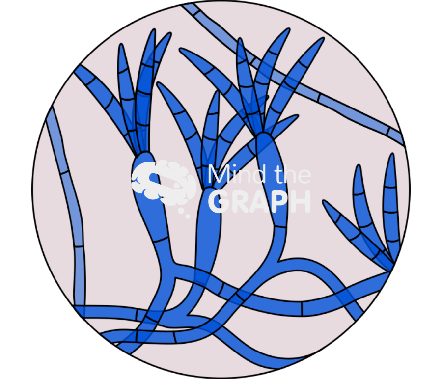 Fusarium zoom Icons, Symbols, Pictures, and Images