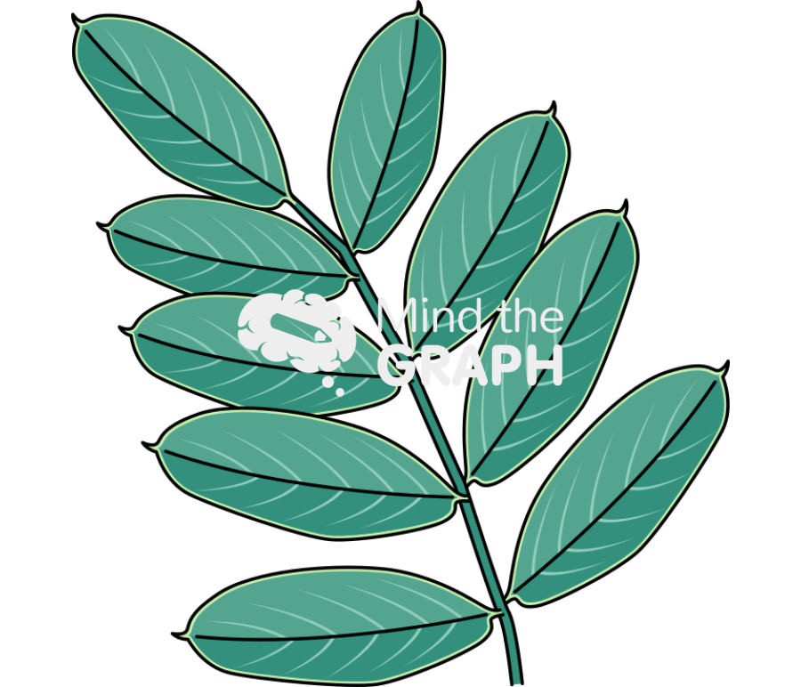 Galega officinalis leaves Icons, Symbols, Pictures, and Images