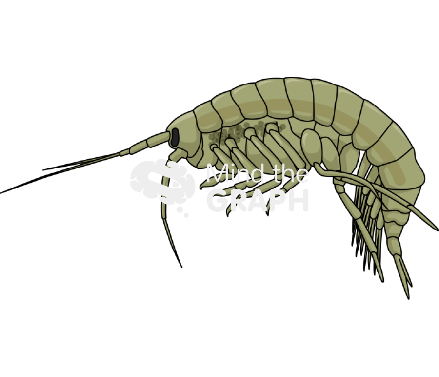 Gammarus locusta female Icons, Symbols, Pictures, and Images