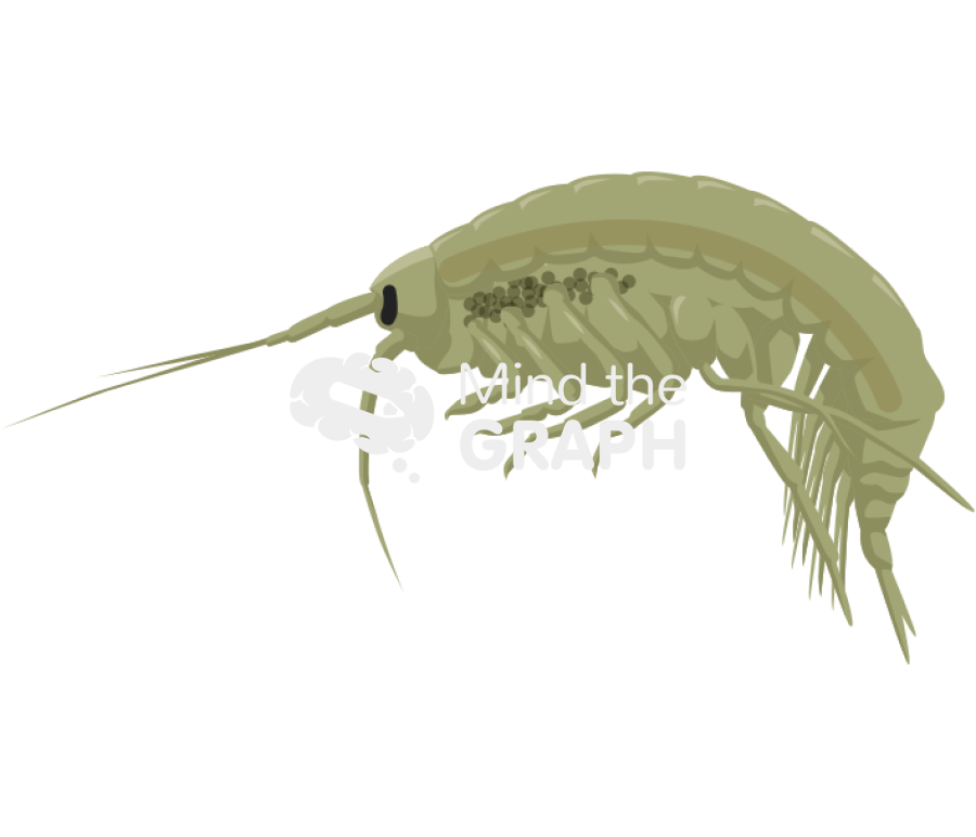 Gammarus locusta female Icons, Symbols, Pictures, and Images