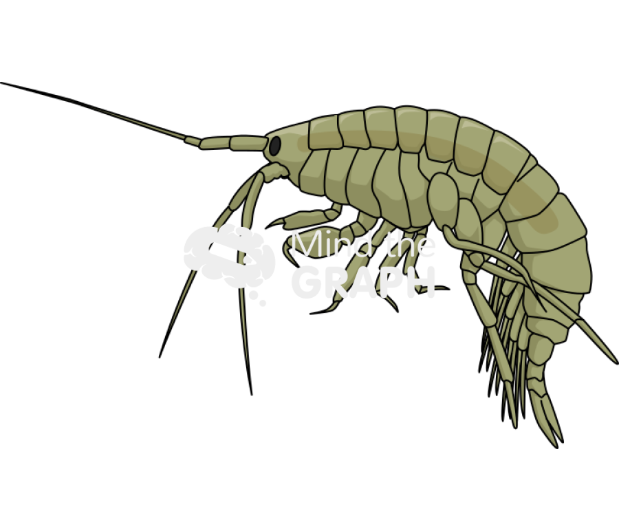 Gammarus locusta male Icons, Symbols, Pictures, and Images