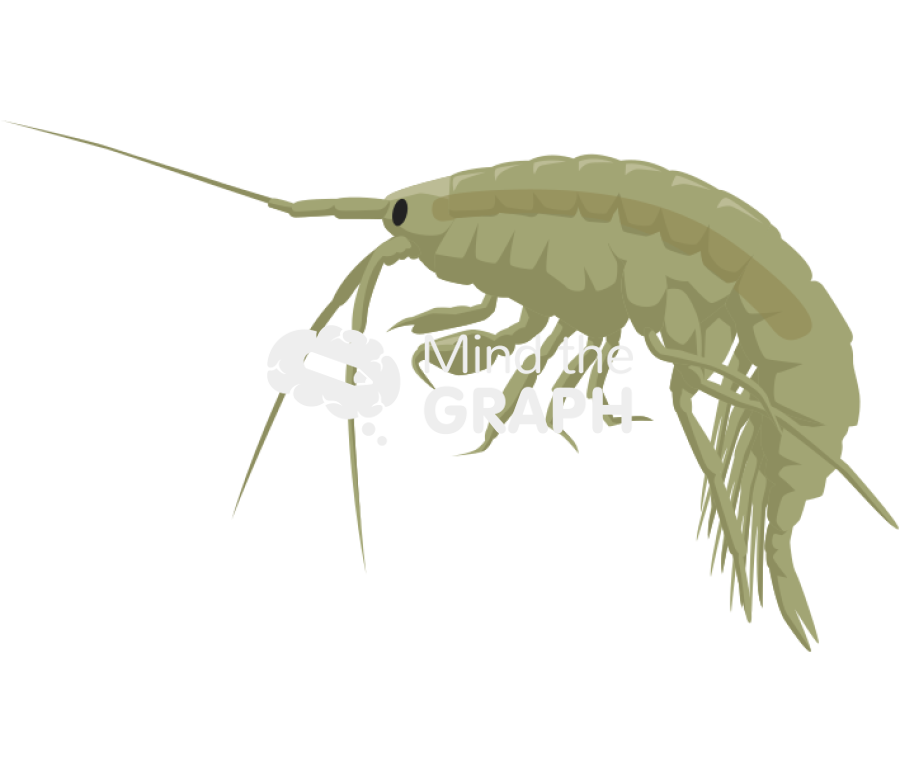 Gammarus locusta male Icons, Symbols, Pictures, and Images