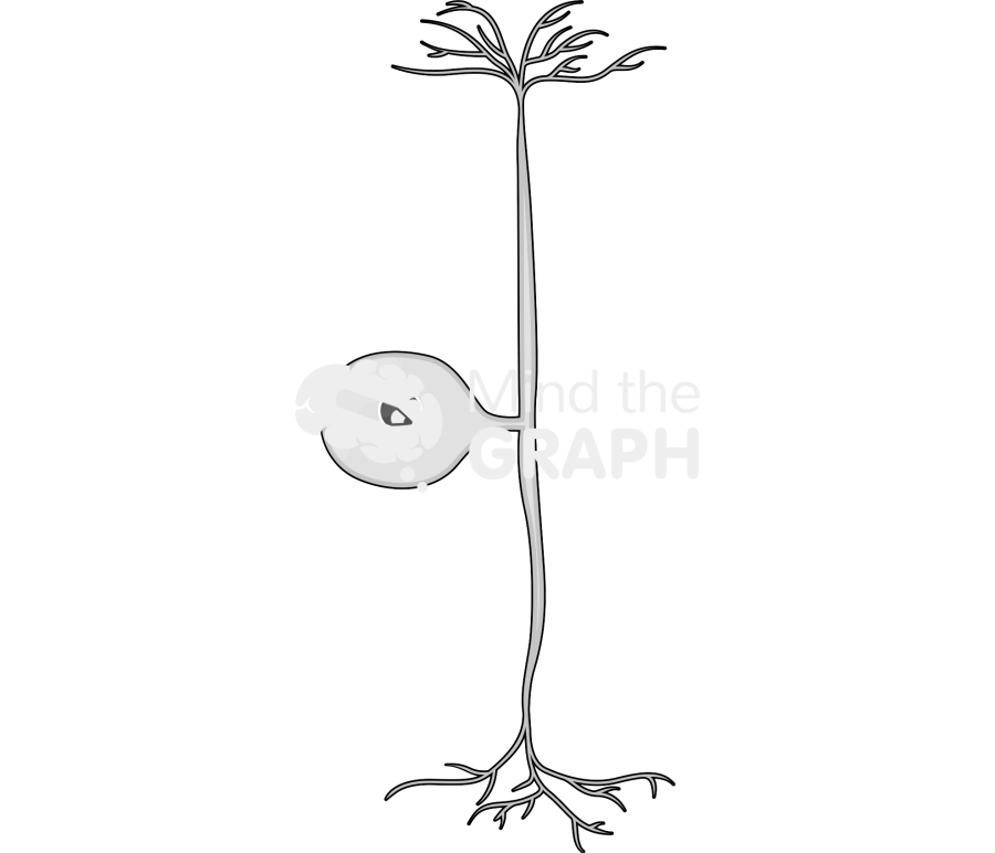 Ganglion neuron Icons, Symbols, Pictures, and Images