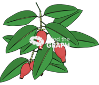 Garcinia wild mangosteen branch Icons, Symbols, Pictures, and Images