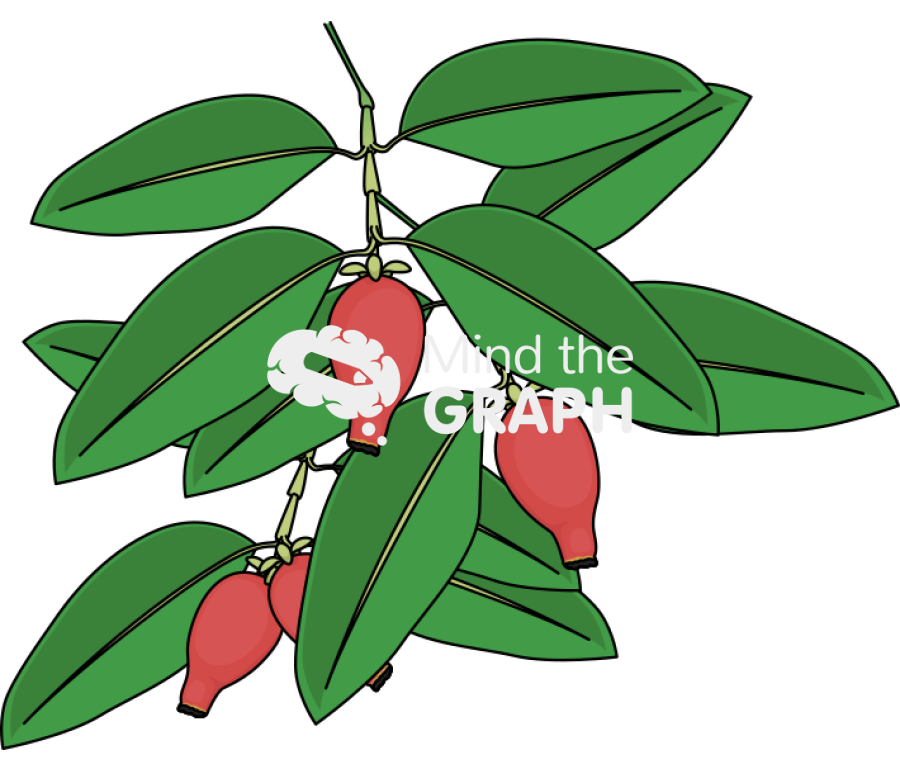 Garcinia wild mangosteen branch Icons, Symbols, Pictures, and Images