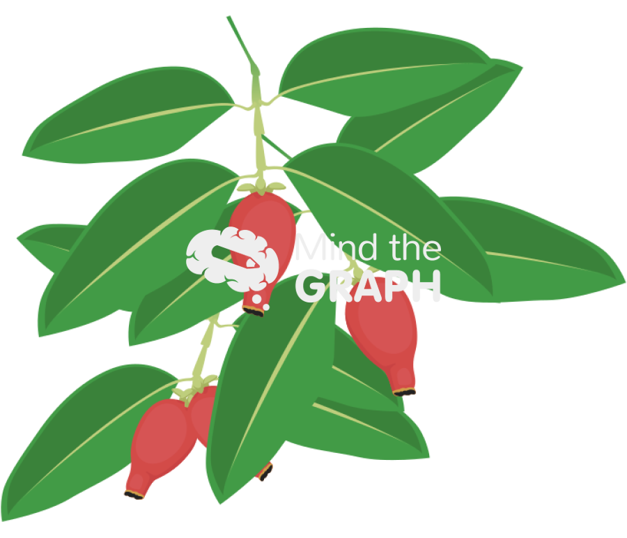 Garcinia wild mangosteen branch Icons, Symbols, Pictures, and Images